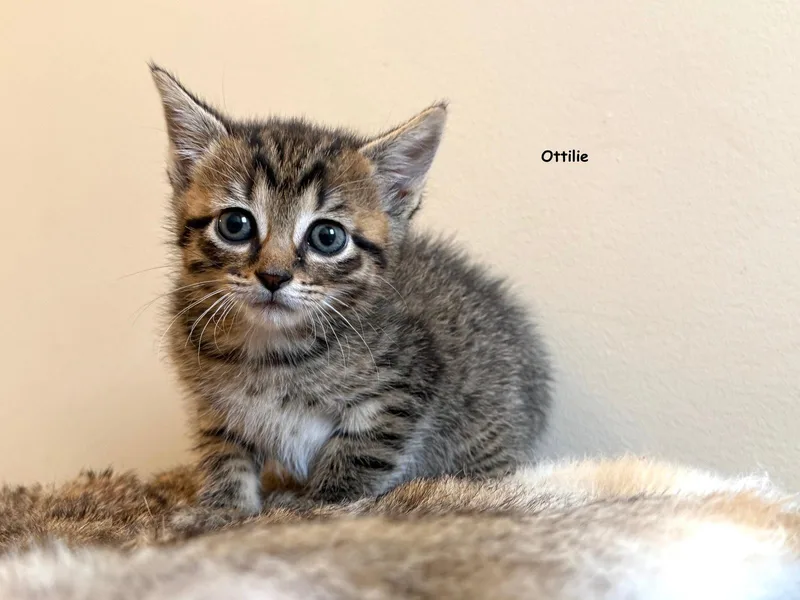 Ottilie thumbnail 2