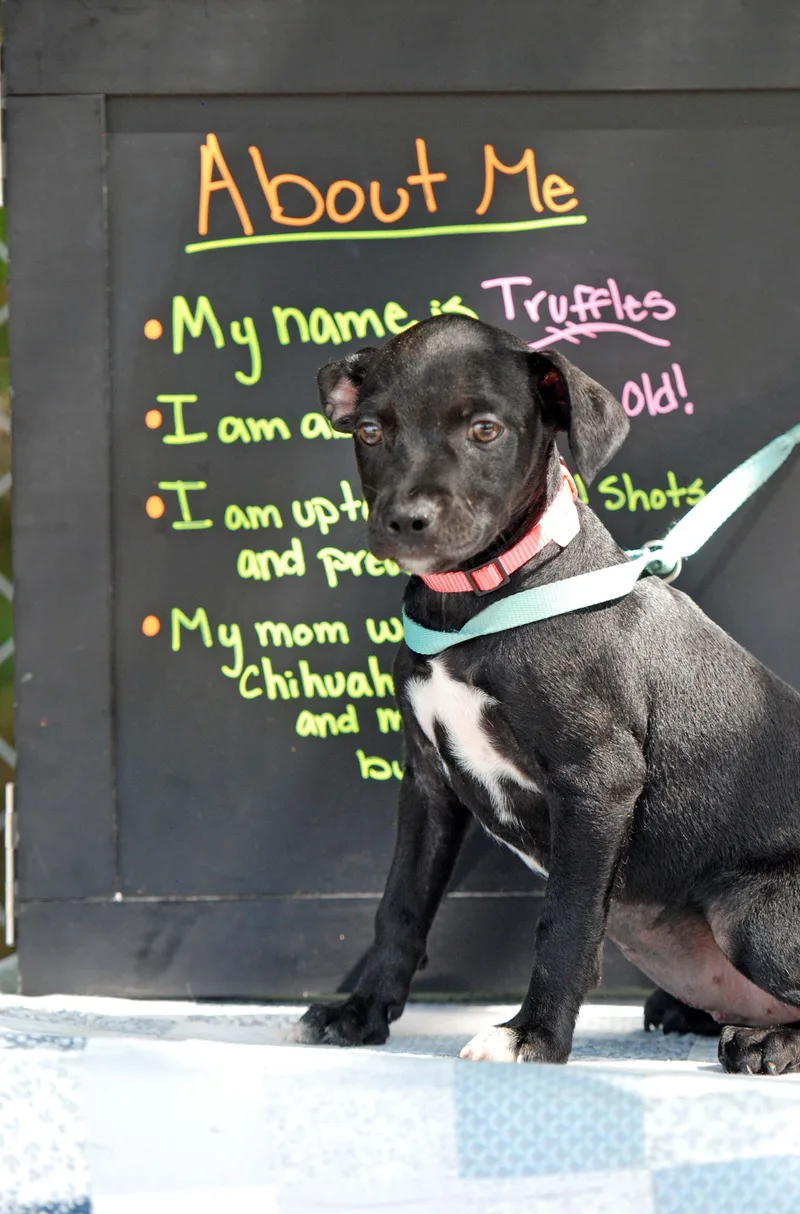 A baby medium-sized female Black American Bully dog named Truffles for adoption in Madisonville, TX