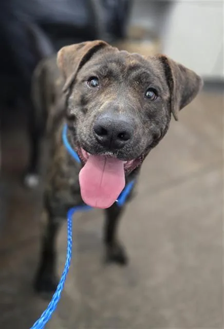 A young large-sized male Mixed Breed dog named Rosco for adoption in Dallas, TX