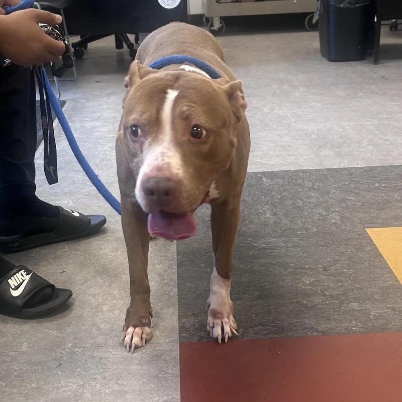 An adult large-sized female Brown / Chocolate Mixed Breed dog named Amona Stanfford for adoption in Philadelphia, PA