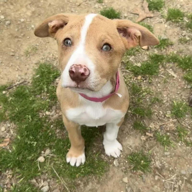 A baby medium-sized female Yellow / Tan / Blond / Fawn Australian Shepherd dog named Ny Nadine Avail Apr for adoption in Eastford, CT