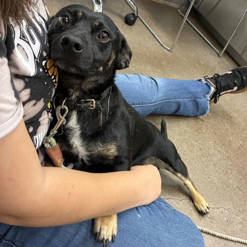 An adult small-sized male Black Jack Russell Terrier dog named Rocky for adoption in Chattanooga, TN