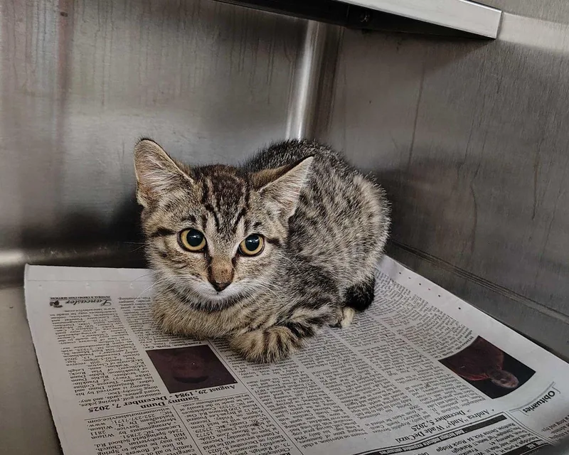A baby small-sized female Tabby (Brown / Chocolate) Domestic Short Hair cat named Beetle for adoption in Raleigh, NC