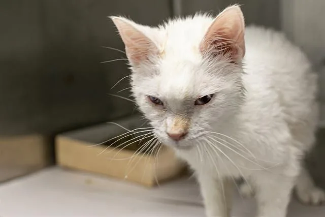 A young medium-sized male Domestic Short Hair cat named Samuel for adoption in Charlotte, NC