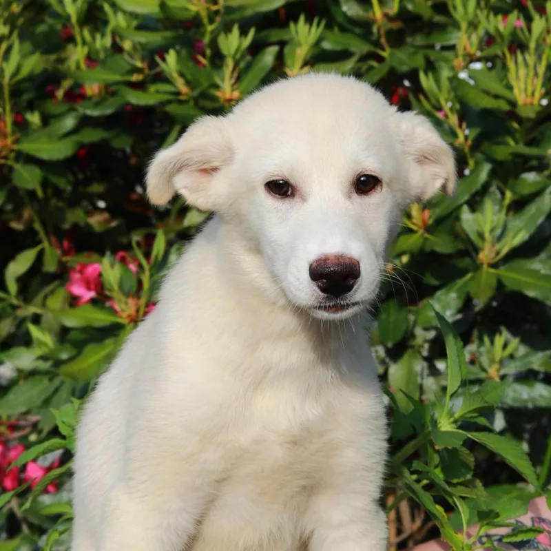 A baby small-sized female White / Cream Husky dog named Ct Weave Avail Jun for adoption in Eastford, CT