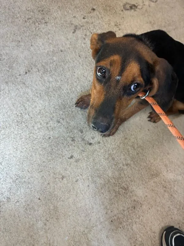 A young medium-sized female Beagle dog named Ember for adoption in Mobile, AL