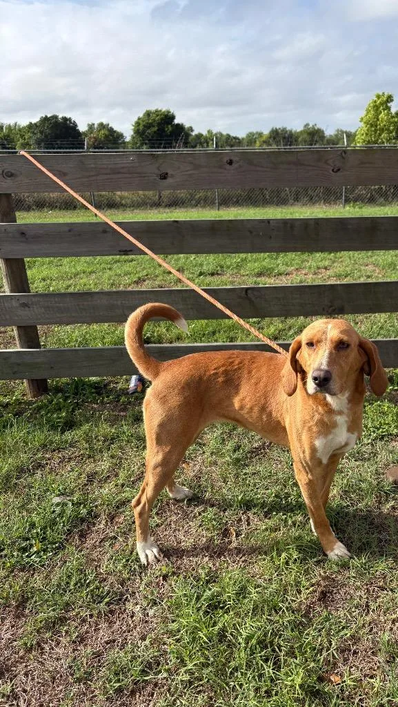 A young medium-sized female Terrier dog named Asia for adoption in Wauchula, FL