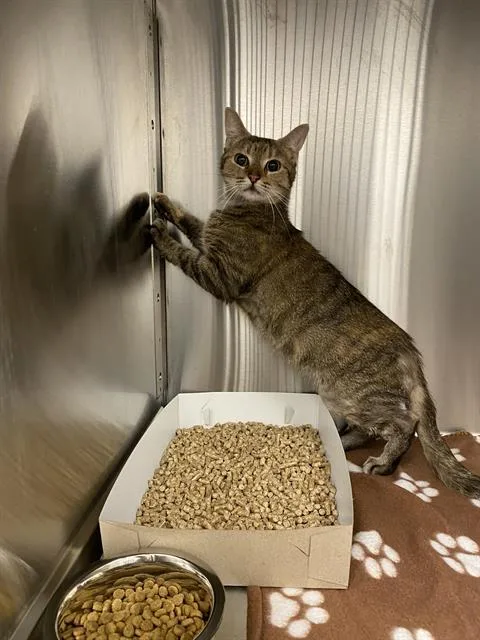 A young small-sized female Domestic Short Hair cat named Grundy for adoption in Indianapolis, IN