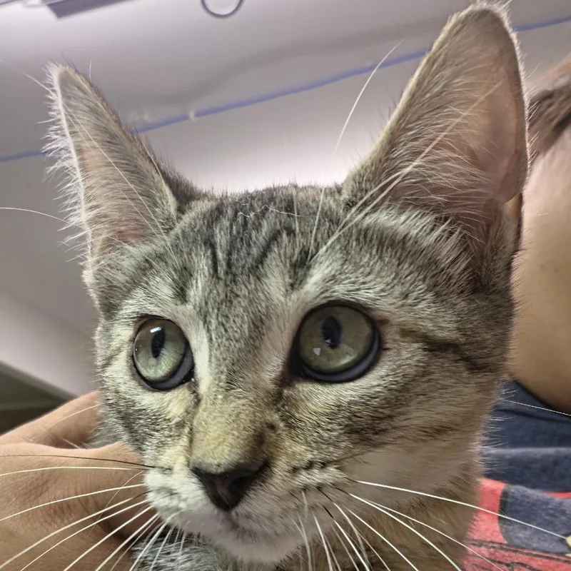 A baby small-sized female Gray / Blue / Silver Domestic Short Hair cat named Dina for adoption in Leander, TX