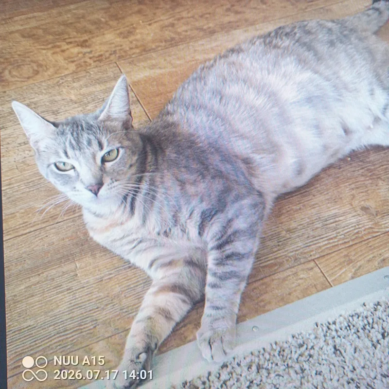 An adult medium-sized female Brown / Chocolate Domestic Short Hair cat named Coco for adoption in Modesto, CA