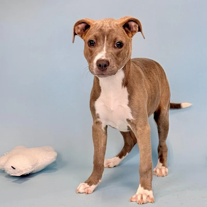 A baby medium-sized female Gray / Blue / Silver Pit Bull Terrier dog named Stevie for adoption in Portland, OR
