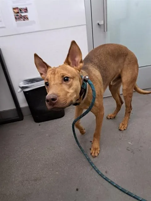 A young medium-sized male Labrador Retriever dog named Bo for adoption in Mesa, AZ