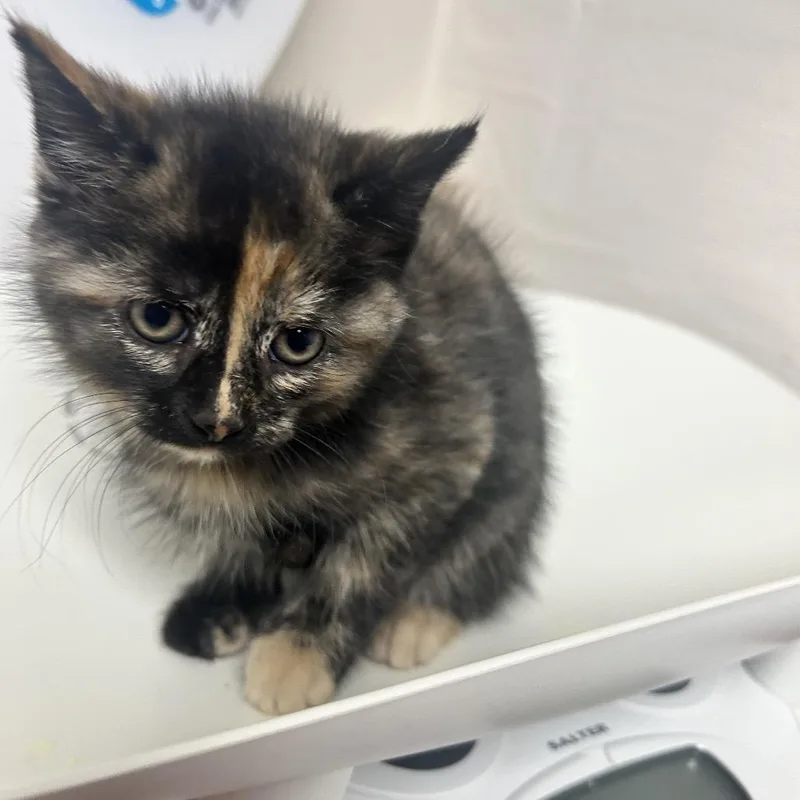 Bonita