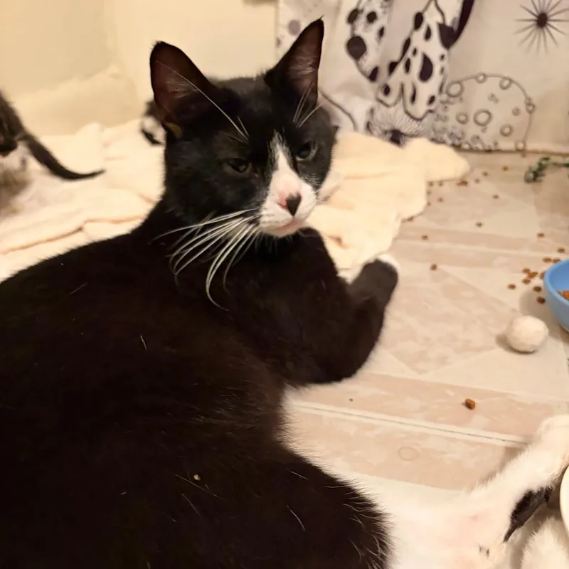 A young medium-sized female White Domestic Short Hair cat named Scrunkly for adoption in Springfield, MA