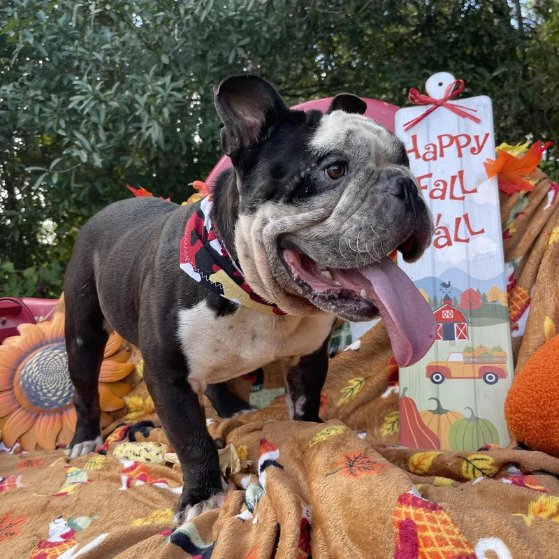 An adult medium-sized male English Bulldog dog named Havoc for adoption in Sebring, FL