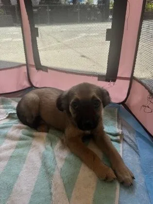 A baby small-sized male Mixed Breed dog named BillyBob for adoption in Honolulu, HI