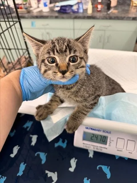 A baby small-sized male Brown / Chocolate Domestic Short Hair cat named River for adoption in Woodland, CA