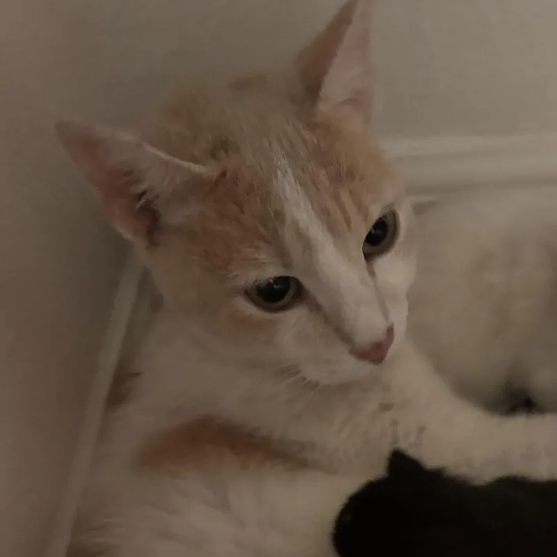 An adult medium-sized female Domestic Short Hair cat named Mama for adoption in Midland, TX