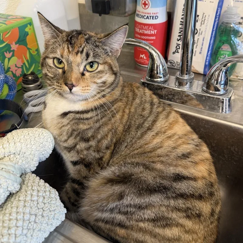 A young medium-sized female Calico Domestic Short Hair cat named Biscuit for adoption in Rifle, CO