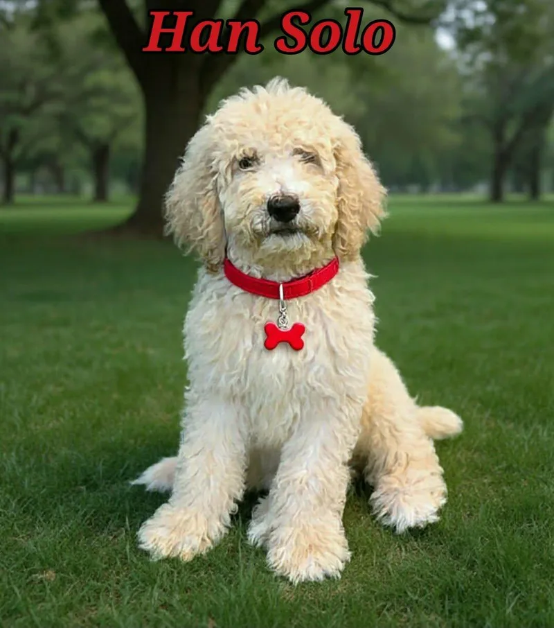 Han Solo thumbnail 4