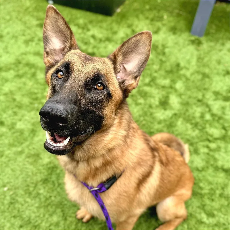An adult medium-sized female Yellow / Tan / Blond / Fawn Belgian Shepherd / Malinois dog named Ember for adoption in Matteson, IL