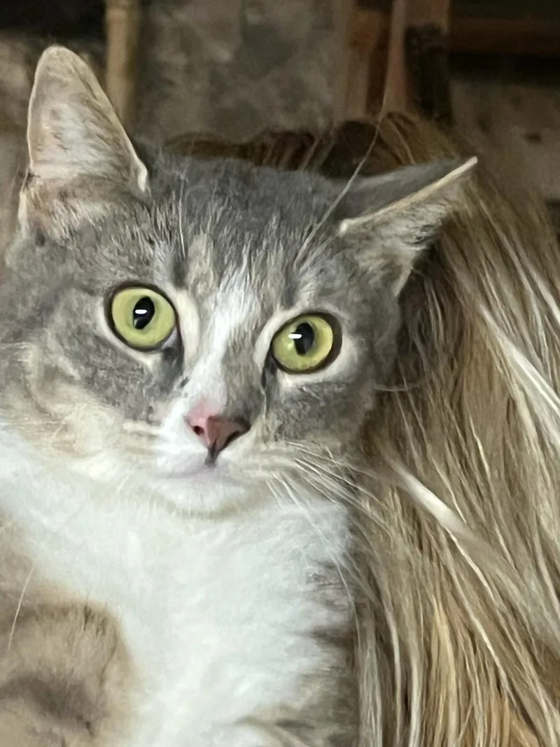 A young medium-sized female Gray & White Domestic Short Hair cat named Andi for adoption in Stewartsville, NJ