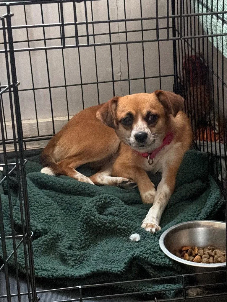 An adult small-sized female Chihuahua dog named Maggie for adoption in Tarboro, NC