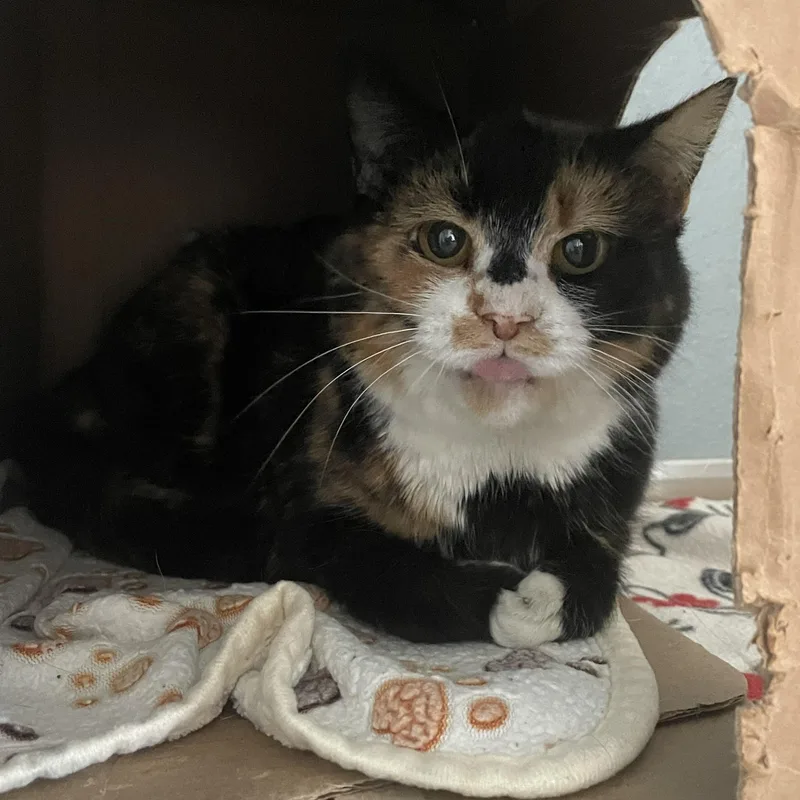 An adult medium-sized female Tortoiseshell Domestic Short Hair cat named Blossom for adoption in Renfrew, PA