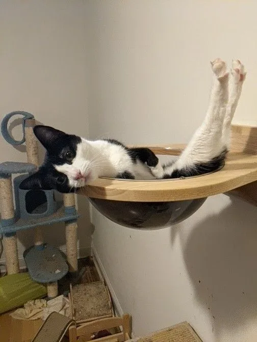 Shaquita thumbnail 3