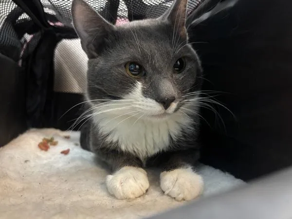 An adult medium-sized male Domestic Short Hair cat named Mr.Alf for adoption in New York, NY