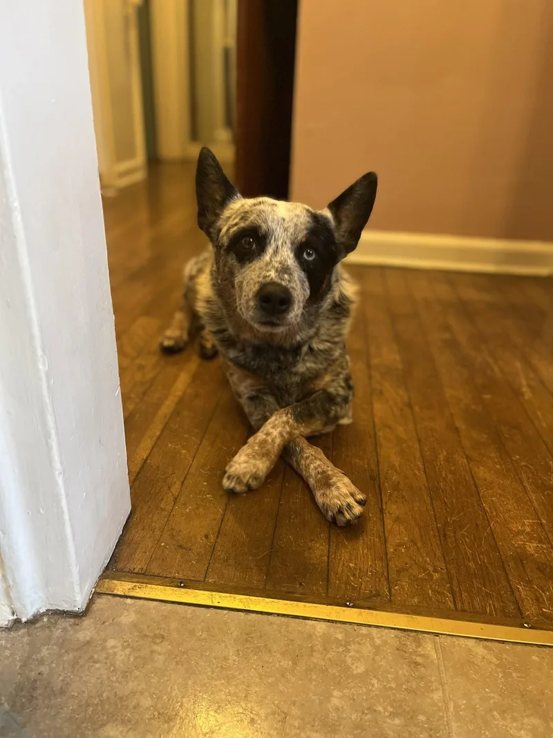 A senior medium-sized male Australian Cattle Dog / Blue Heeler dog named Ghost for adoption in Oakhurst, NJ