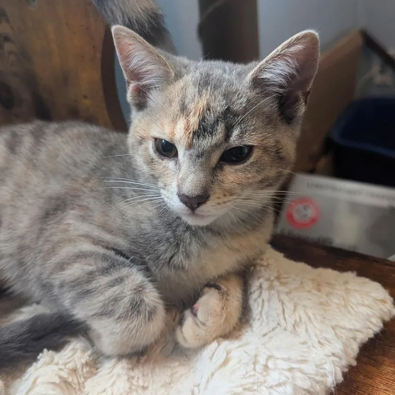 A baby small-sized female Domestic Short Hair cat named Amari for adoption in Cumming, GA