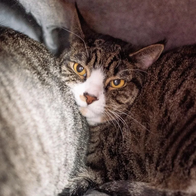 Shirley Jones thumbnail 2