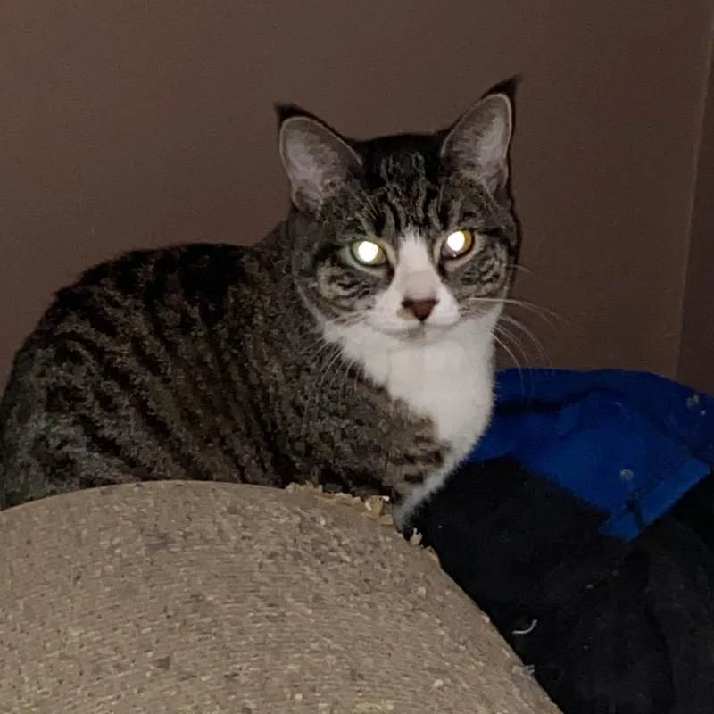 Shirley Jones thumbnail 3