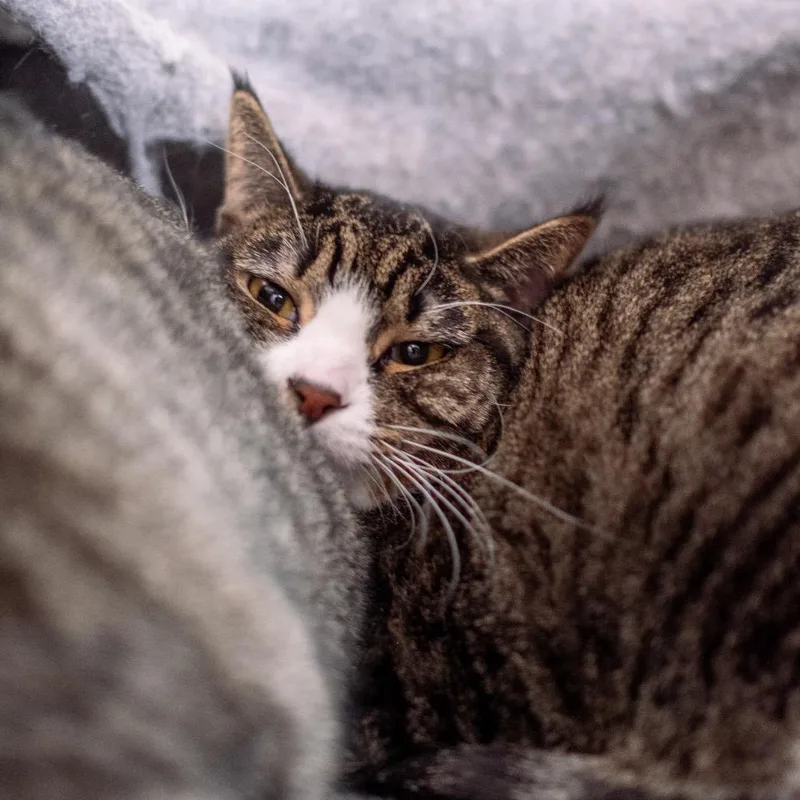 Shirley Jones thumbnail 4