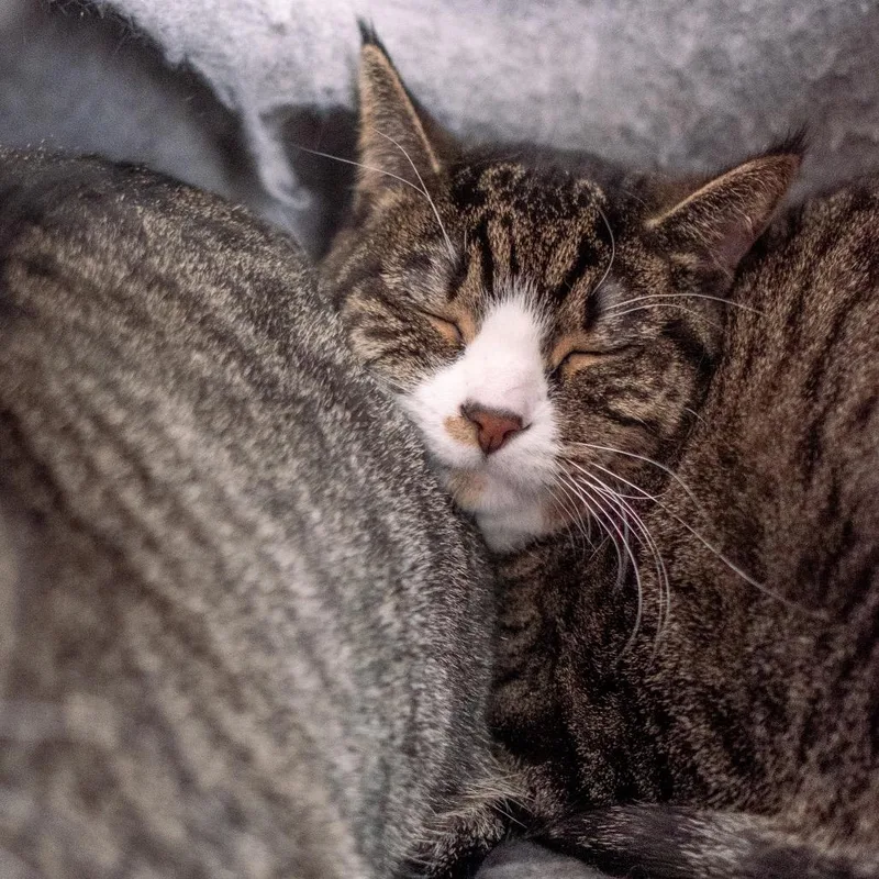 Shirley Jones thumbnail 5