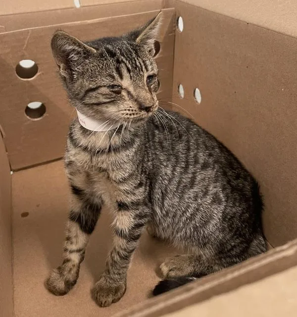 A baby small-sized male Domestic Short Hair cat named Potatoes & Molasses for adoption in Ridgewood, NY