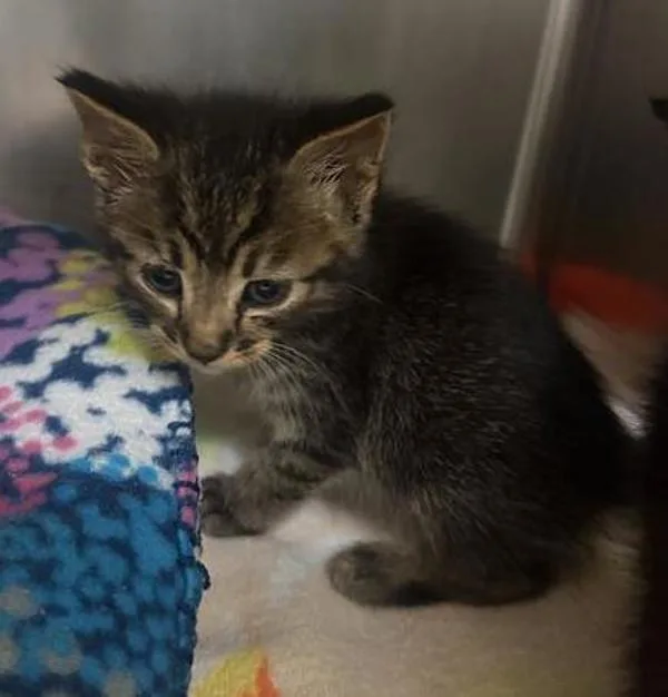 A baby medium-sized male Domestic Short Hair cat named Root Beer Float for adoption in Escondido, CA