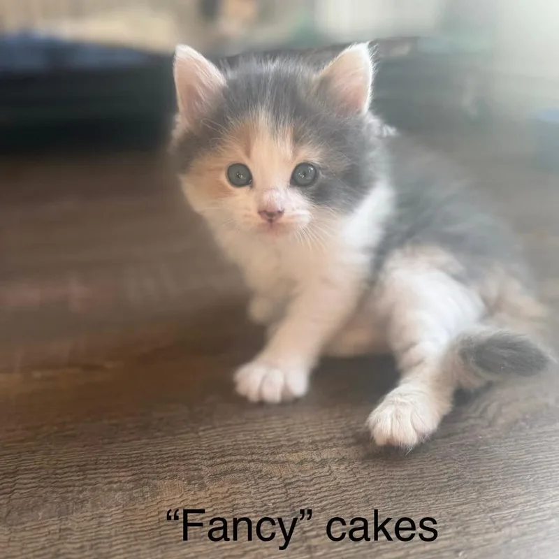 Fancy Cakes