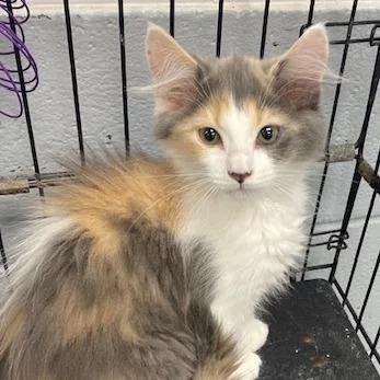 Fancy Cakes thumbnail 2