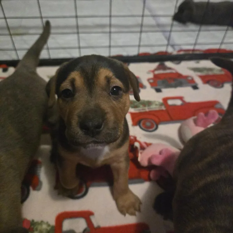 A baby medium-sized male Black Pit Bull Terrier dog named Shep for adoption in Lima, OH