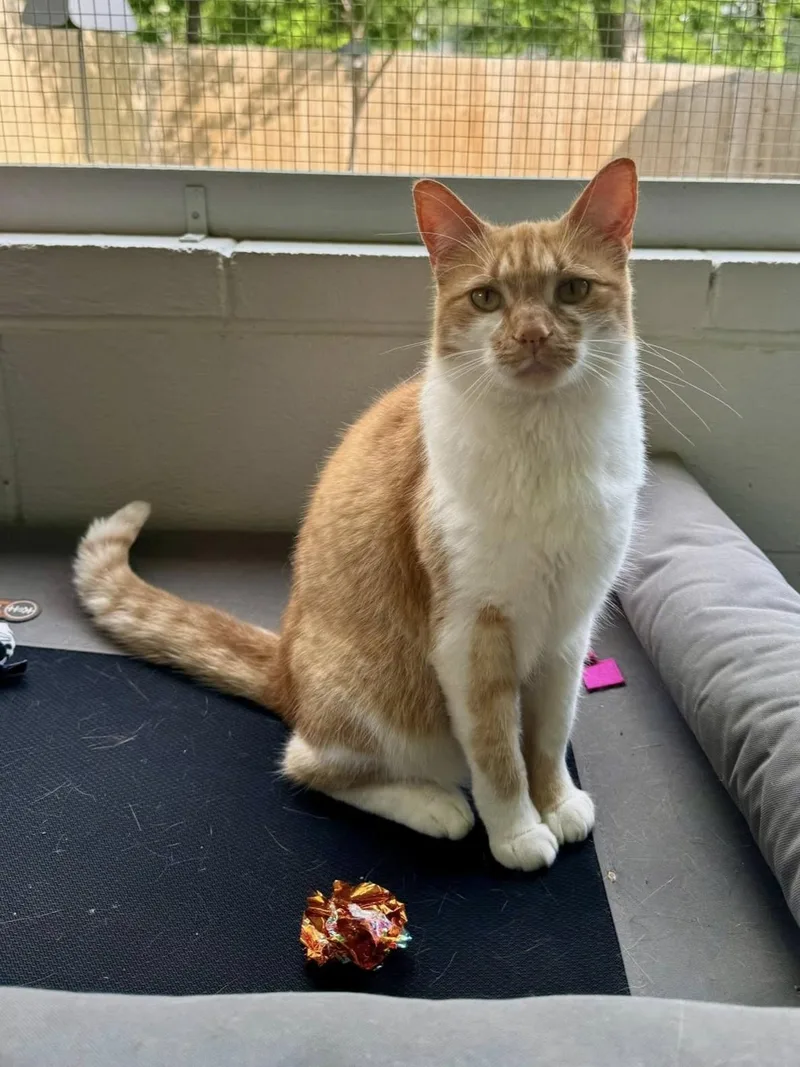 Olivia & Faz thumbnail 3