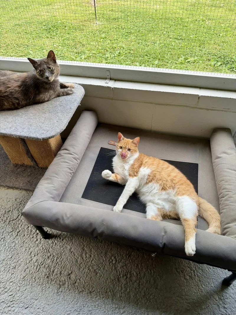 Olivia & Faz thumbnail 4