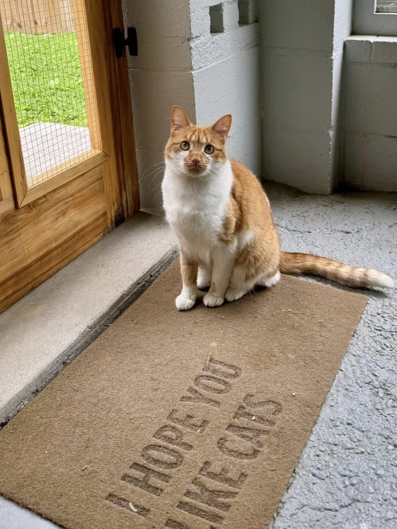 Olivia & Faz thumbnail 5