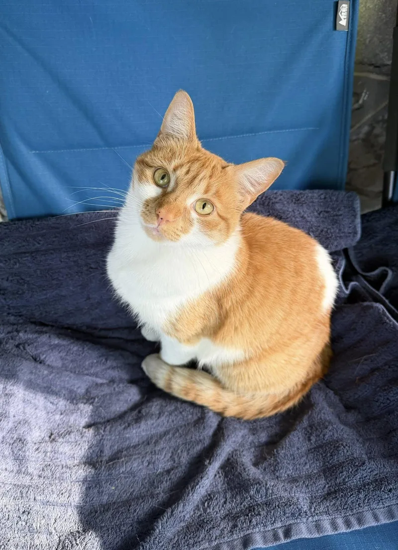An adult medium-sized female Tabby (Orange / Red) Tabby cat named Olivia & Faz for adoption in Chattanooga, TN