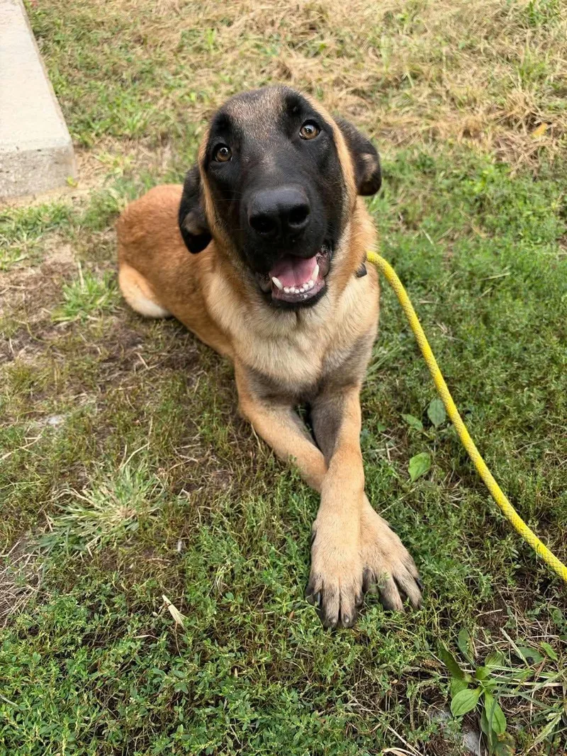 A young medium-sized male Shepherd dog named Rupert for adoption in Hillside, IL
