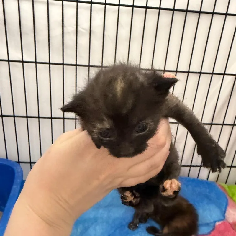 A baby small-sized female Brown / Chocolate Domestic Short Hair cat named Eva for adoption in Montgomery, AL