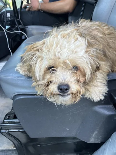 An adult small-sized male Mixed Breed dog named Doug for adoption in Dallas, TX