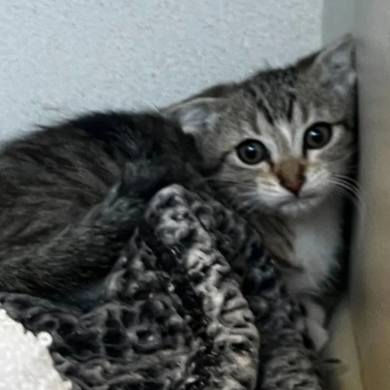 A baby small-sized male Brown / Chocolate Domestic Short Hair cat named Dragonfly for adoption in Rifle, CO