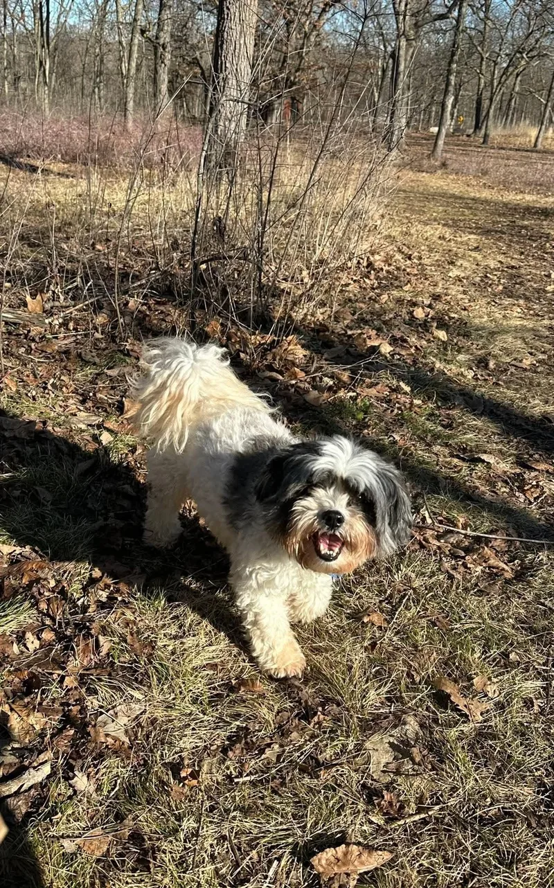 Moose  $ thumbnail 2